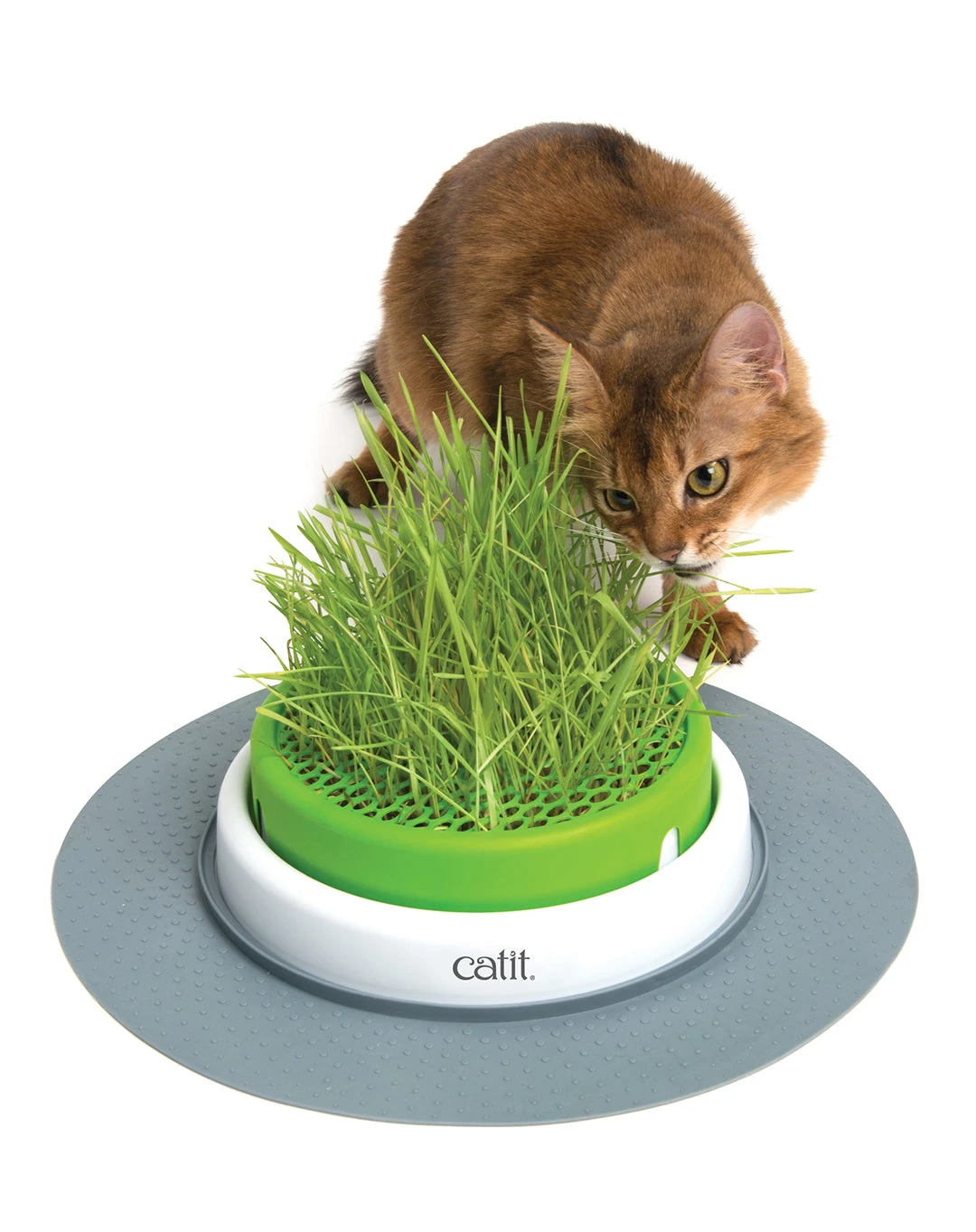 CAT GRASS PLANTER 2.0 3 CAT GRASS PLANTER 2.0
