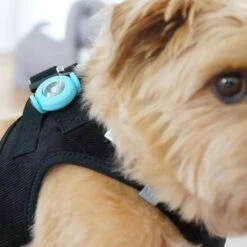 CURLI - SAFETY LED LIGHT 12 CURLI - SAFETY LED LIGHT -Pet Emporium 2 172f2886 8230 4034 ac63 5d68f033943c