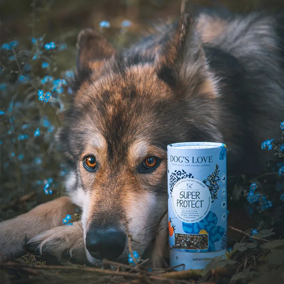 DOG'S LOVE - SUPER PROTECT 5 DOG'S LOVE - SUPER PROTECT - Image 3