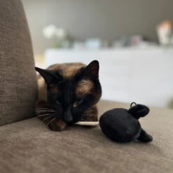 D&D HOME COLLECTION - MOOSY 8 D&D HOME COLLECTION - MOOSY -Pet Emporium 3 2d601e6f 9235 4830 a07e 53a905724cf8