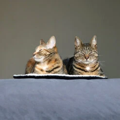 D&D - MAEVE - ROUND PLAID -Pet Emporium 3 2fa52d8d 7d42 4f98 b616 fafcd18d518e