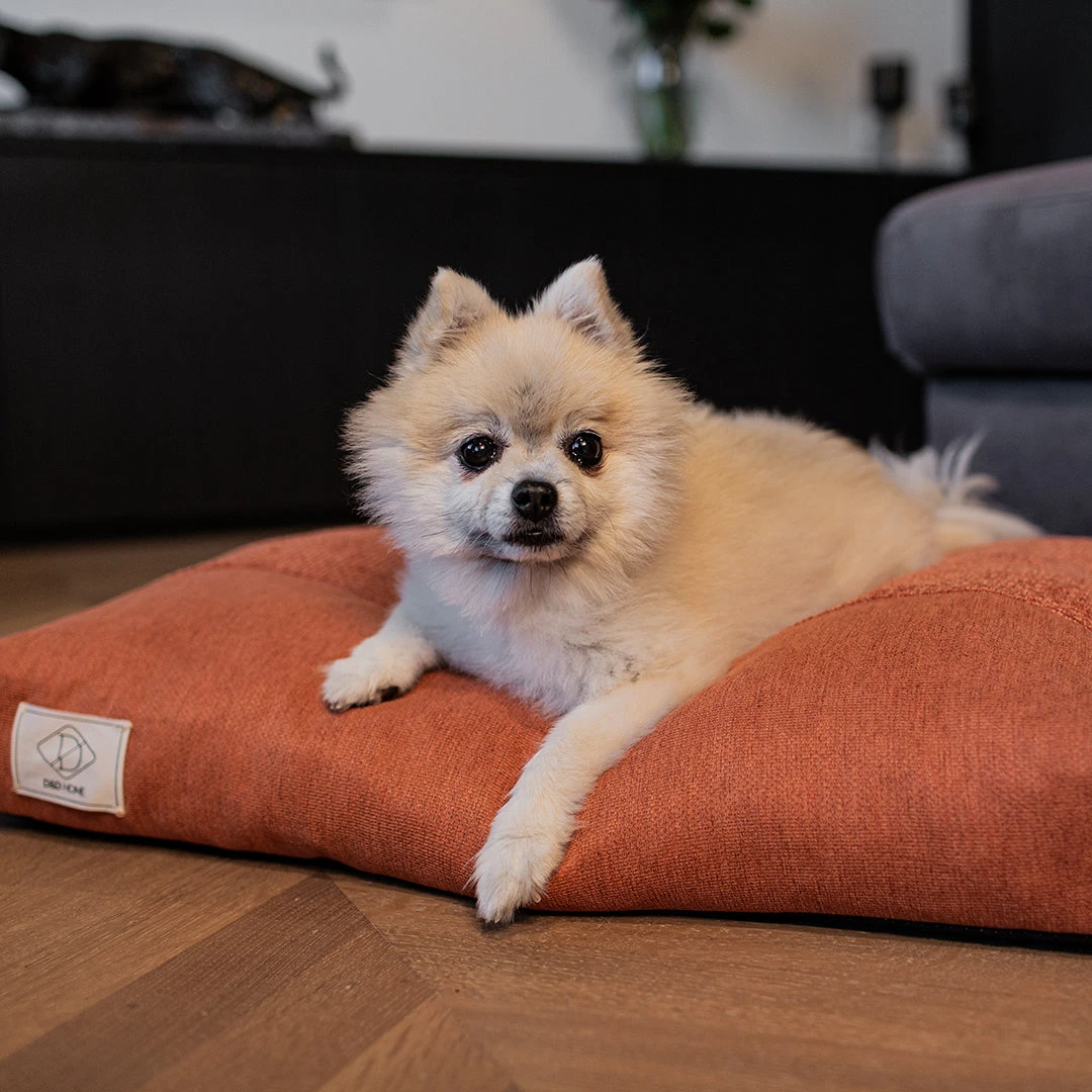 D&D - ELLIS ORANGE 7 D&D - ELLIS ORANGE - Image 5