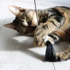 D&D HOME COLLECTION - TEDDY - CAT TEASER -Pet Emporium 4047059470619 sc1 webl