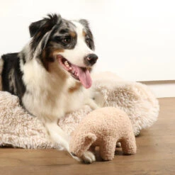 D&D HOME COLLECTION - BENJO -Pet Emporium 4047059479063 sc1 webl