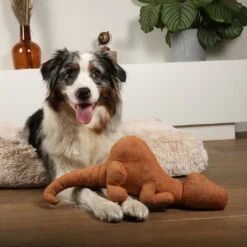 D&D HOME COLLECTION - QUASI -Pet Emporium 4047059479124 sc1 webl