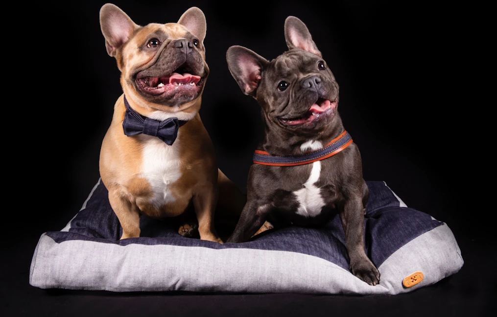 THE DENIM DOG - INDIGO DREAMS BED 4 THE DENIM DOG - INDIGO DREAMS BED - Image 2