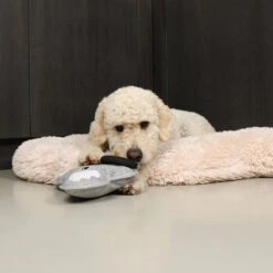 D&D HOME COLLECTION - KIKI KOALA 10 D&D HOME COLLECTION - KIKI KOALA -Pet Emporium KIKI3