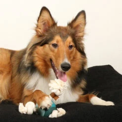 D&D HOME COLLECTION - LEVI -Pet Emporium LEVI3