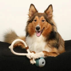 D&D HOME COLLECTION - NORA 12 D&D HOME COLLECTION - NORA -Pet Emporium NORA3