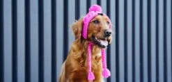 CANADA POOCH - POLAR POM POM HAT - PINK -Pet Emporium Pompomhatpink3