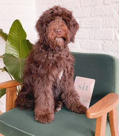 PAWNESS - PUPPY MILESTONE CARDS 5 PAWNESS - PUPPY MILESTONE CARDS - Image 3