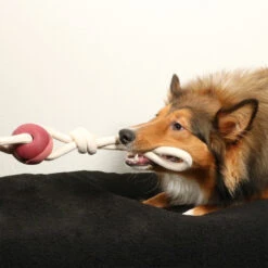 D&D HOME COLLECTION - YARA -Pet Emporium ROSEWOOD3