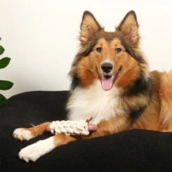 D&D HOME COLLECTION - MILAN -Pet Emporium milan6