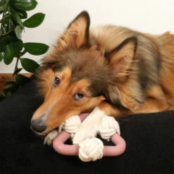 D&D HOME COLLECTION - MILOU -Pet Emporium milou7