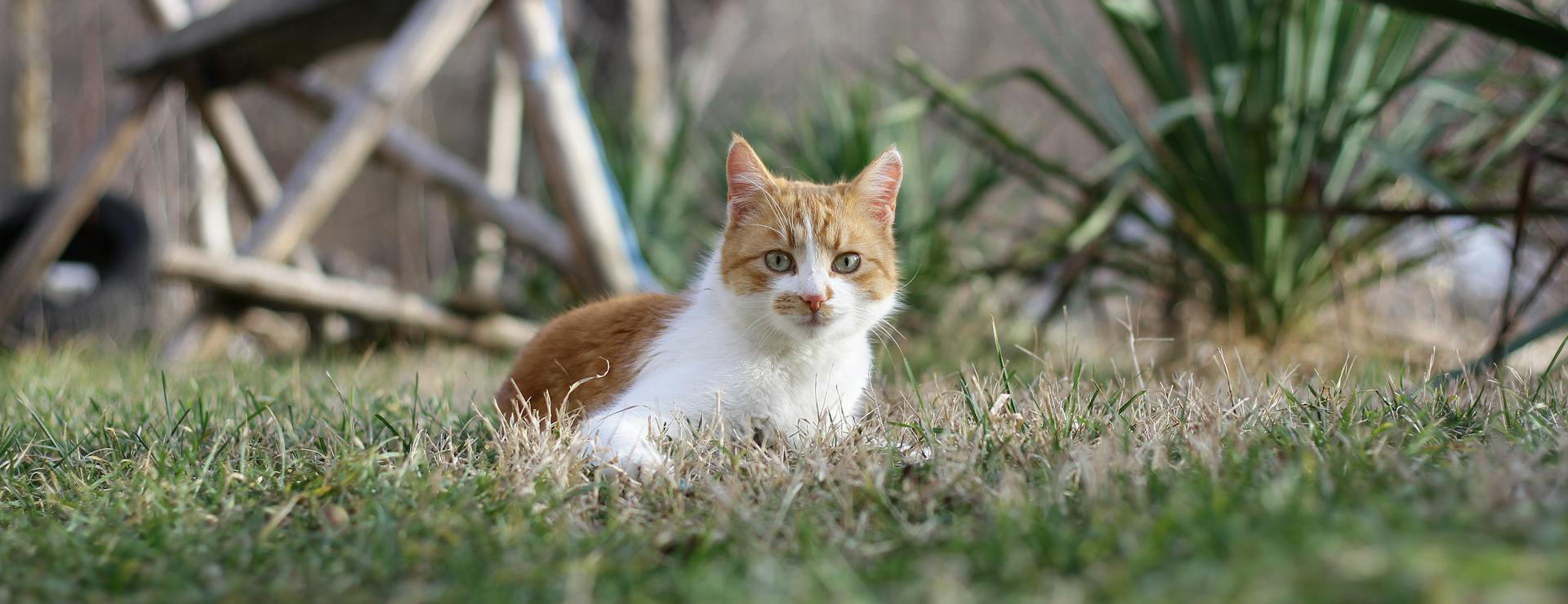 Pet Emporium 3 Pet Emporium -Pet Emporium pexels georgi kanov 442883099 20341423