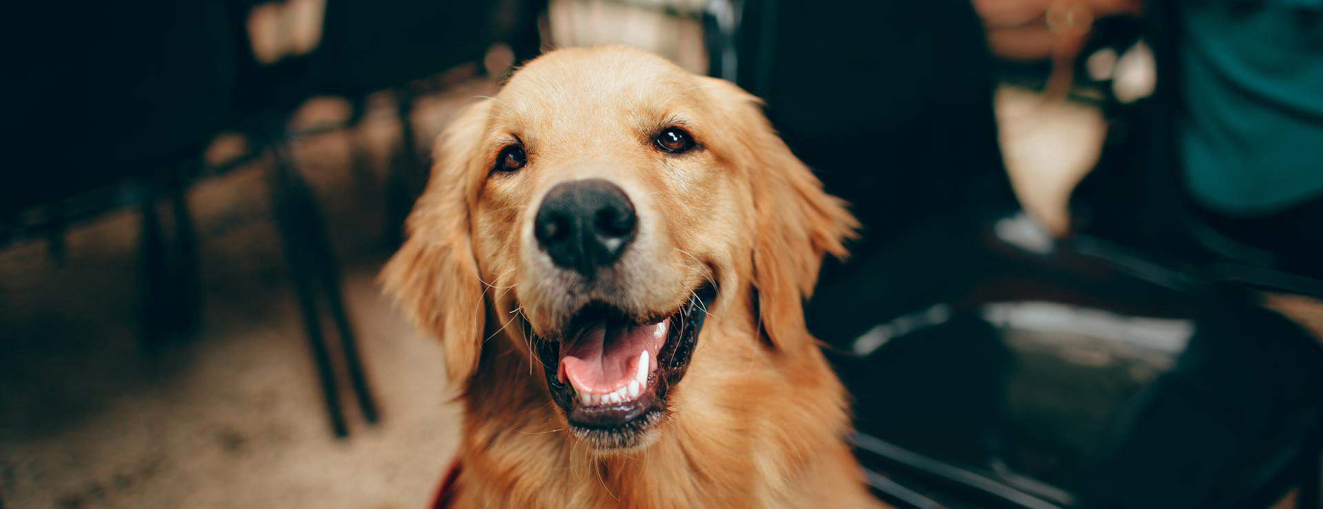 Pet Emporium 1 Pet Emporium -Pet Emporium pexels helenalopes 2253275