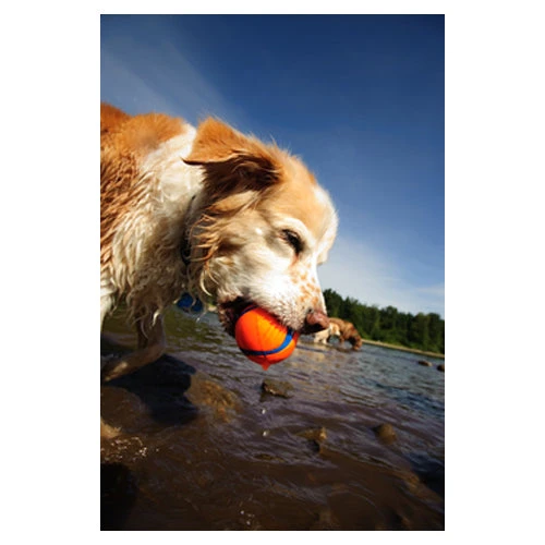 CHUCKIT 8 CHUCKIT - Image 6