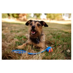 CHUCKIT SPORT BALL LAUNCHER -Pet Emporium product none 4 1463062841 68813