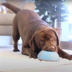 CHUCKIT - INDOOR SLIDER -Pet Emporium thumbnail2 18