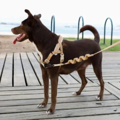 ZEE.DOG - DUNE SOFTERWALK HARNESS 7 ZEE.DOG - DUNE SOFTERWALK HARNESS -Pet Emporium zeedog softerwalk harness naturals dune main 3 1296x 55d4771e 75d5 42d9 9a51 34f252634317